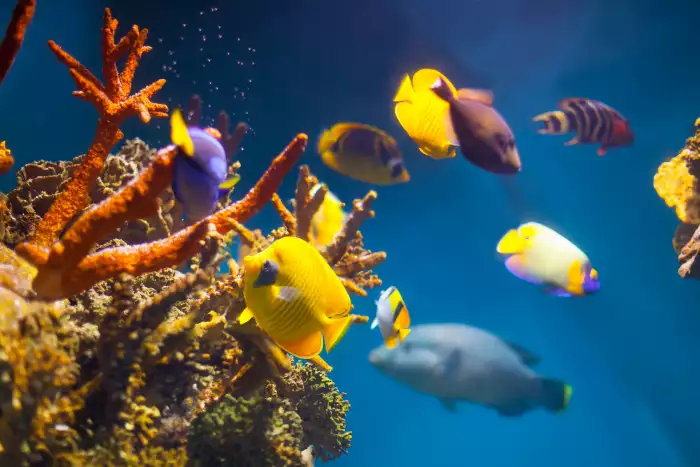 Aquarium Design and Solutions Company in UAE | BPK Global